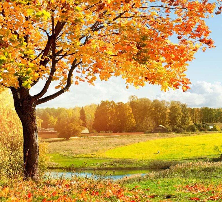 Autumn Serenity
