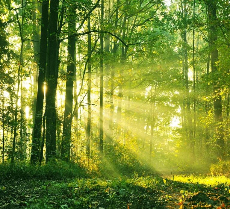 Forest Serenity