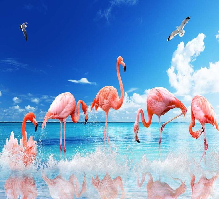 Sky and Sea Flamingos