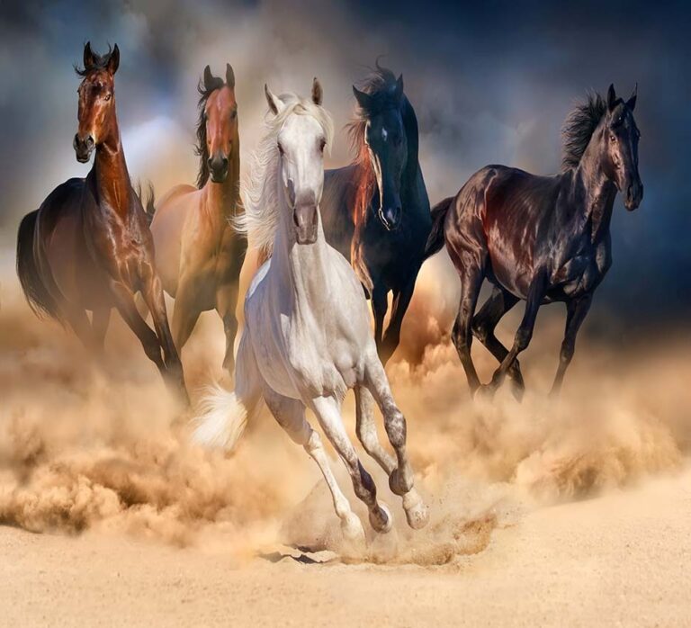 Thundering Hooves