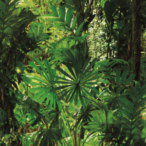 88639-1 Jungle book