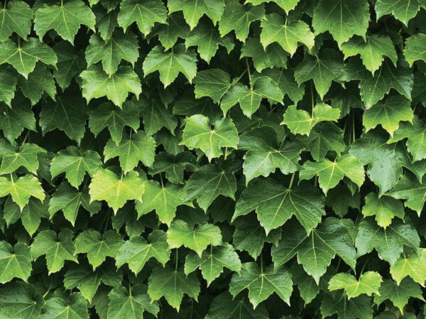 Summer Ivy